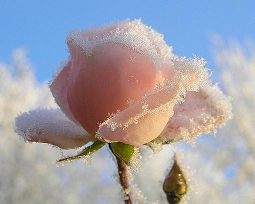 向雪而行(傅祯唐嘉)全文免费阅读无弹窗大结局_(向雪而行免费阅读全文大结局)最新章节